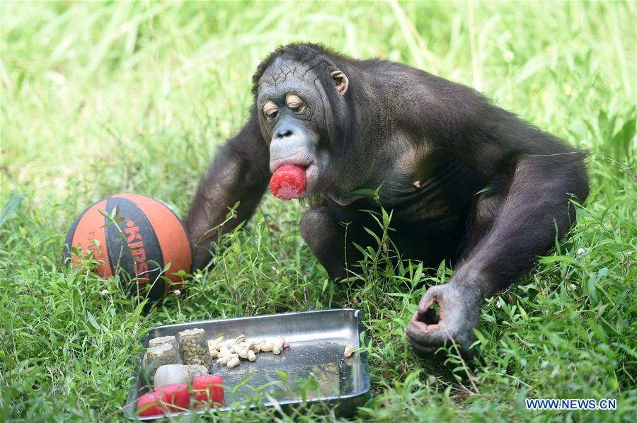 Animals Relieve from Summer Heat