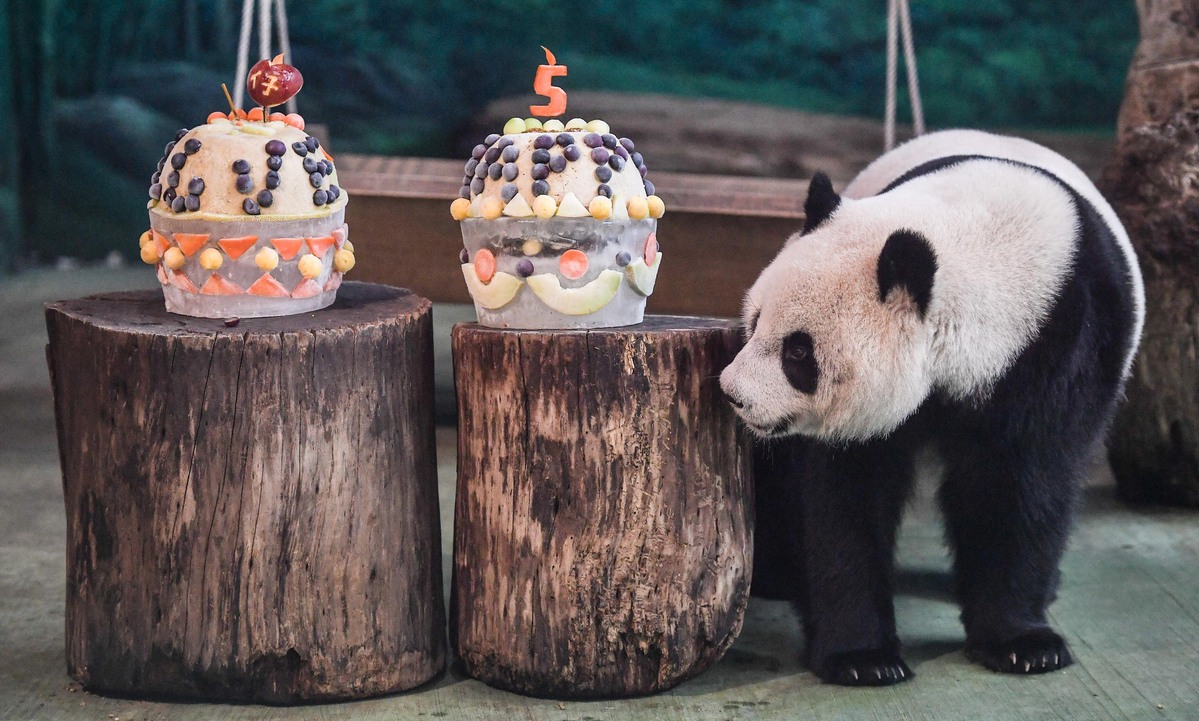 Taiwan Celebrates Giant Panda's Birthday
